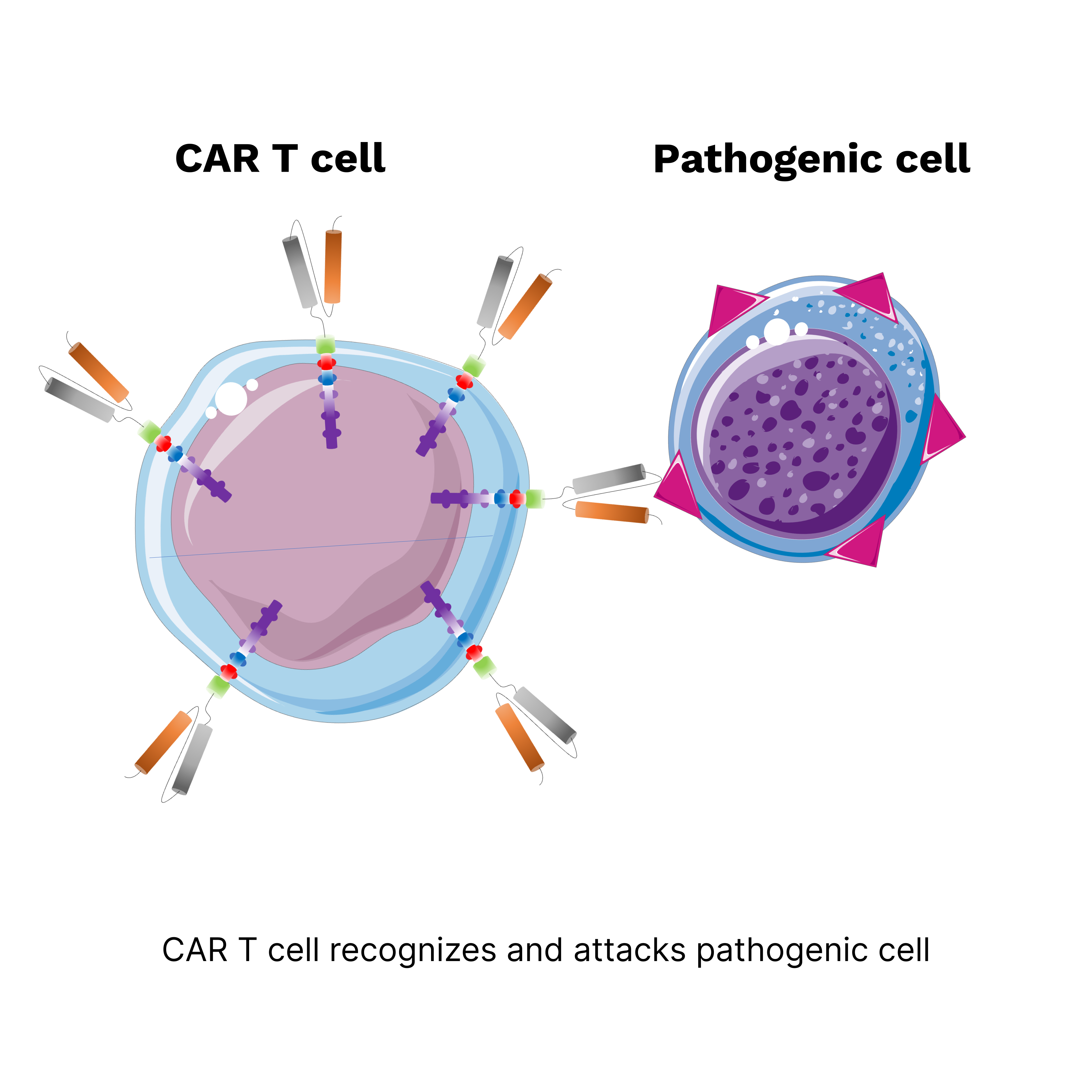 CAR T Cell