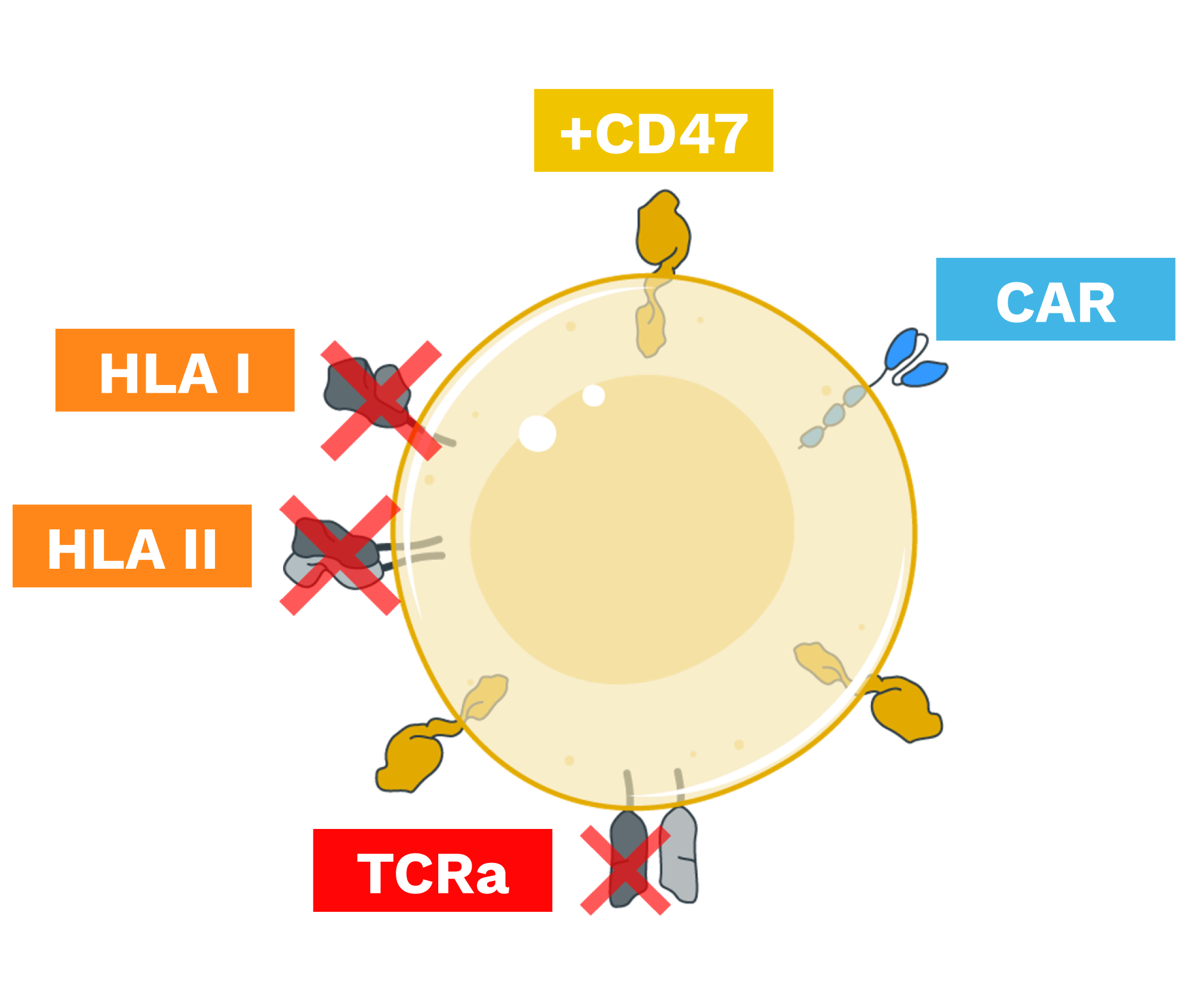Donor (allogeneic) T Cells
