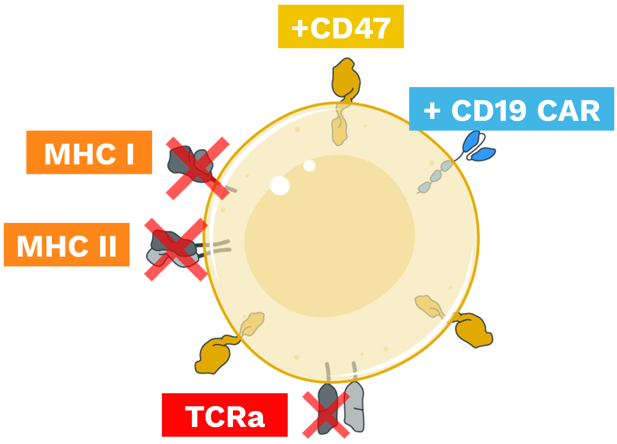 SC291 CAR T cell